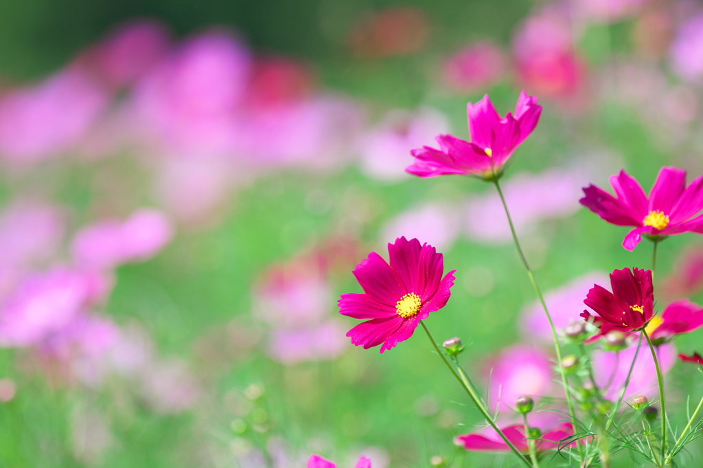 萌の里の秋桜