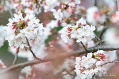 花宴の上でひっそりと