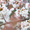 花宴の上でひっそりと