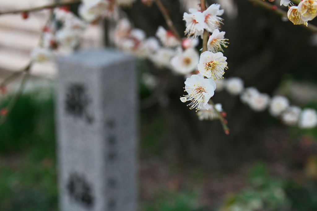 普光寺の梅　本殿横の飛梅