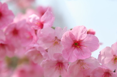 桜の名前は、陽光だそうです。
