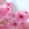 桜の名前は、陽光だそうです。