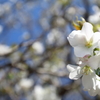 桜・・・さく