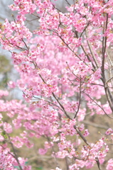 桜「陽光」