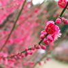 普光寺の梅　凛としてます
