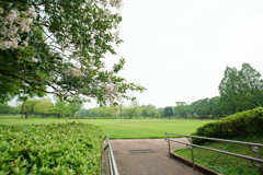 朝の公園 広角