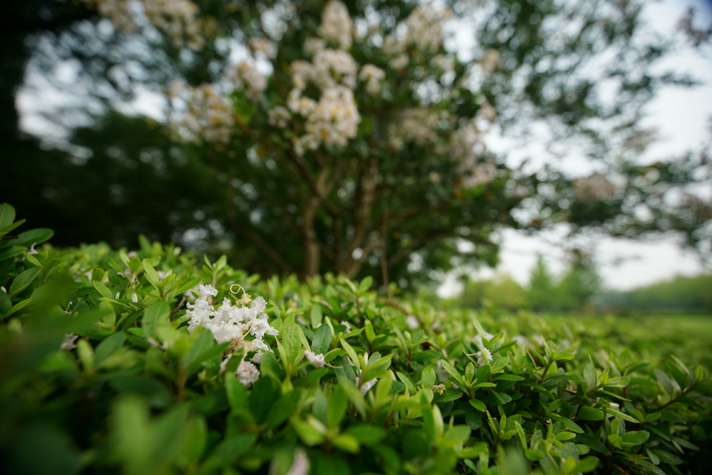 朝の公園　落花