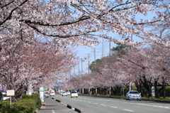 明日は歩行者専用道となります。