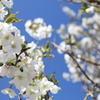 春だ、桜だ！