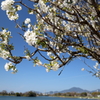 江津湖湖畔　桜