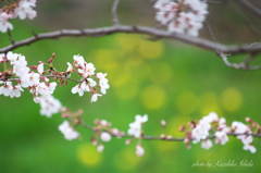 菜の花をバックに