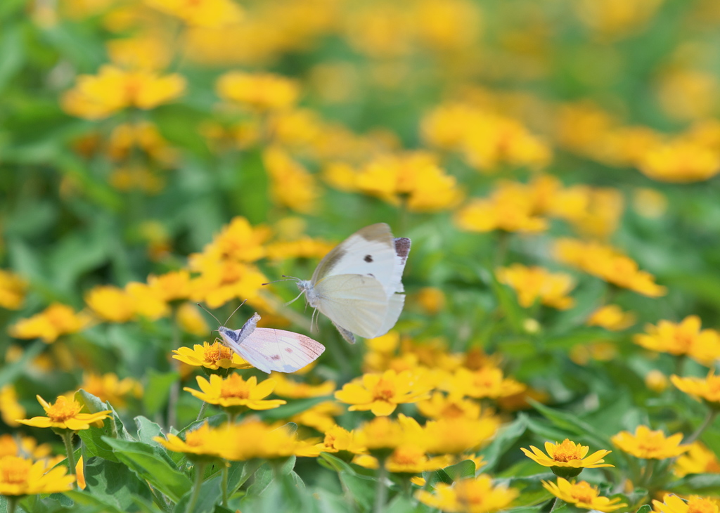 恋の季節