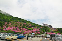 ミヤマキリシマツツジが見頃でした。