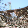 IMG_1088