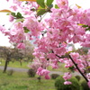 2014芝離宮