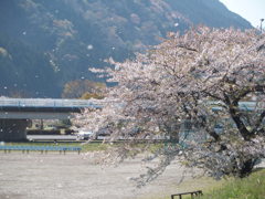 桜