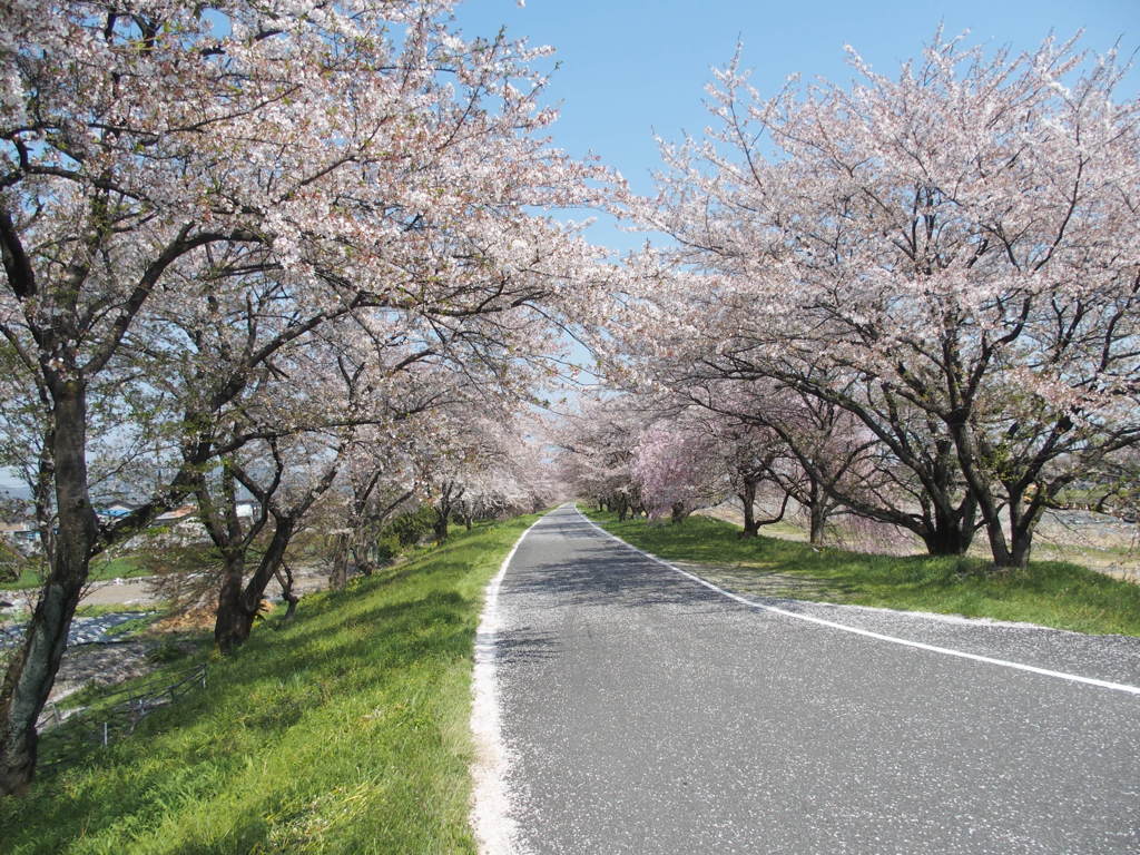 桜並木