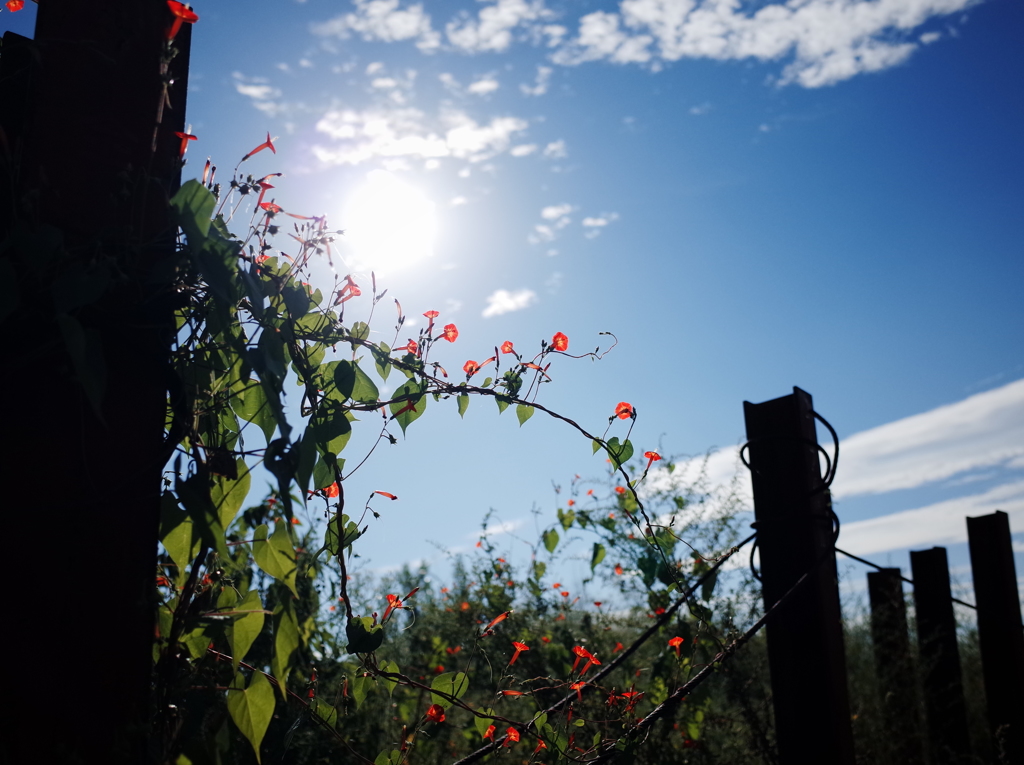 太陽に笑う花たち