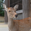 清廉な眼差し