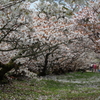 DPP_5408