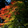 DPP_5079