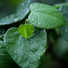 DPP_5110