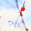 DPP_5457
