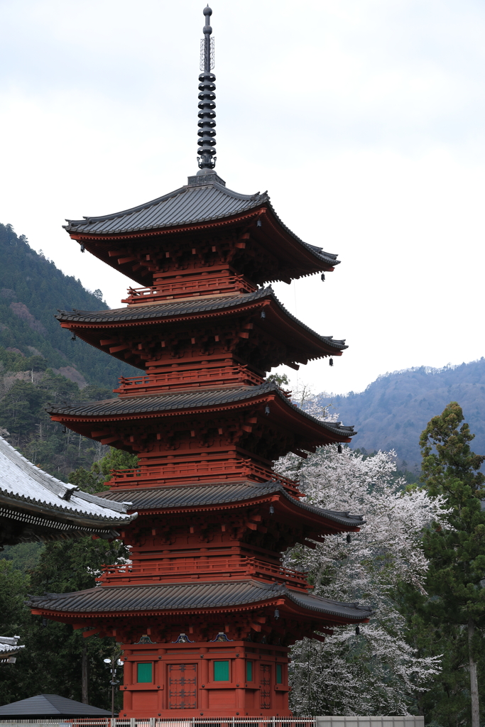 桜と五重の塔