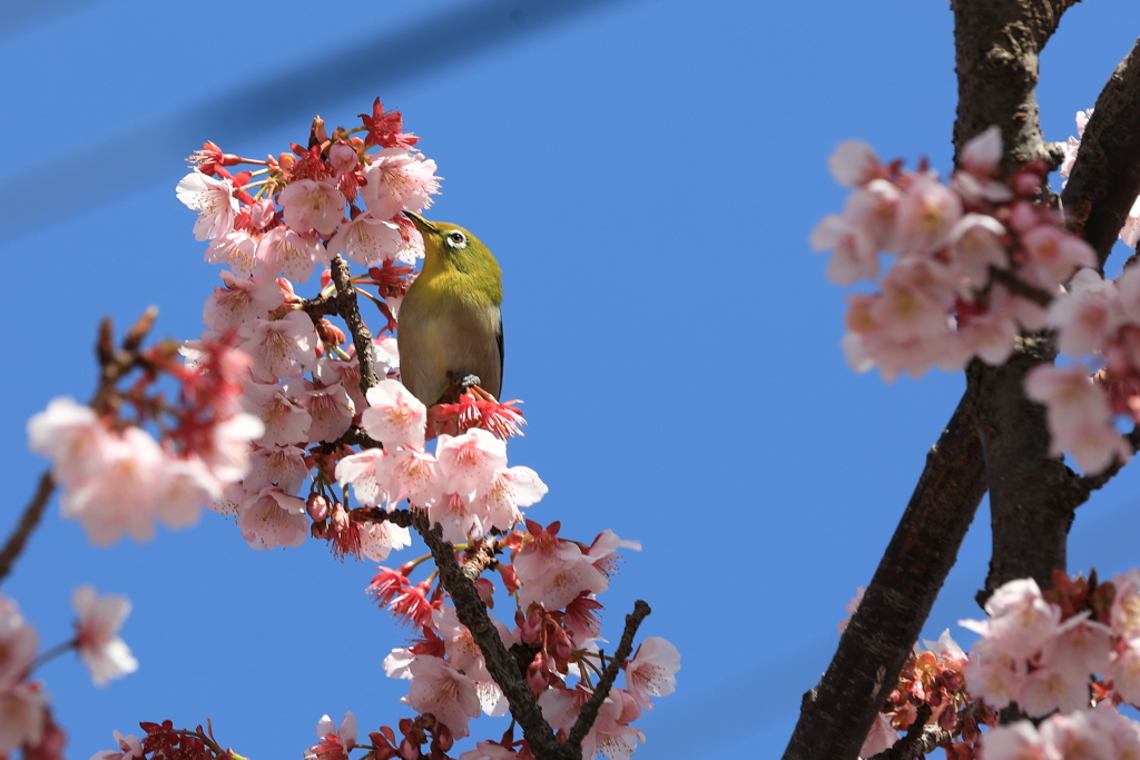 土肥桜とメジロ