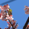 土肥桜とメジロ