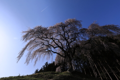 枝垂れ桜