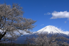 富士と桜