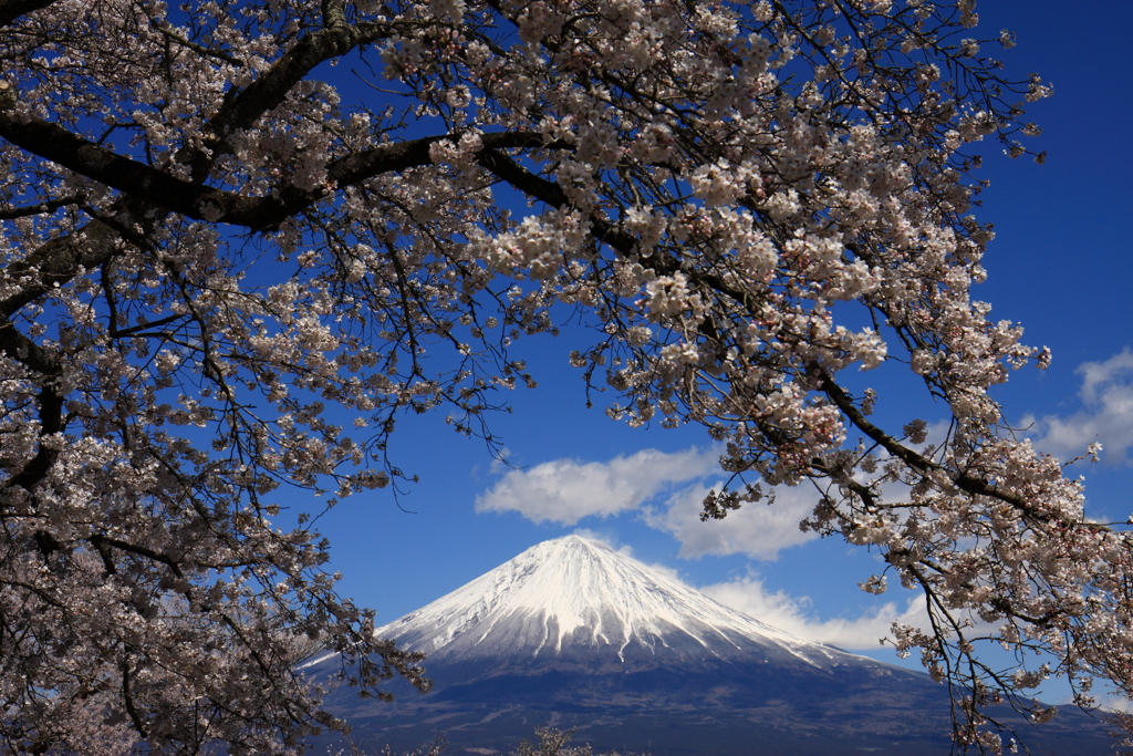 桜と富士