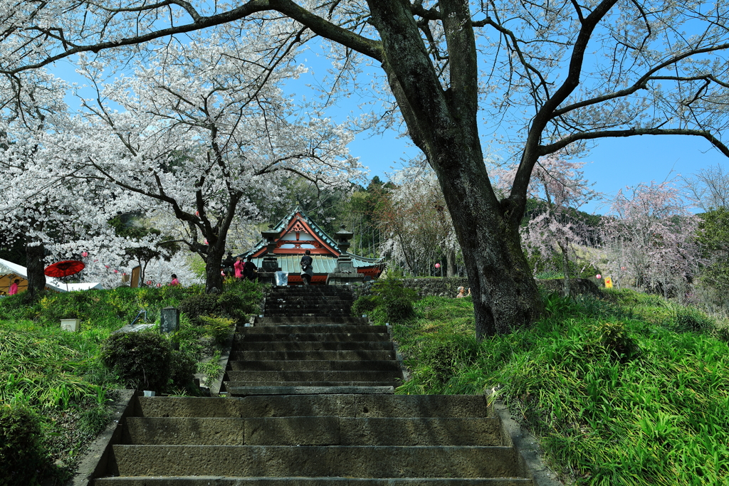 桜祭り