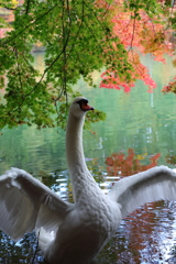 白鳥と紅葉