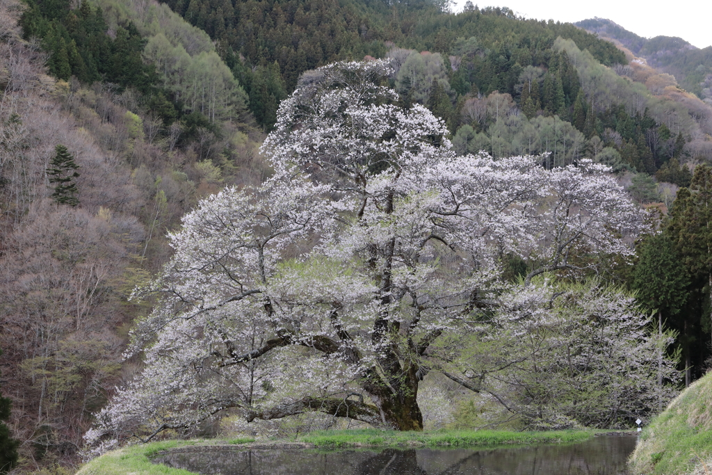 駒つなぎの桜　散り始め