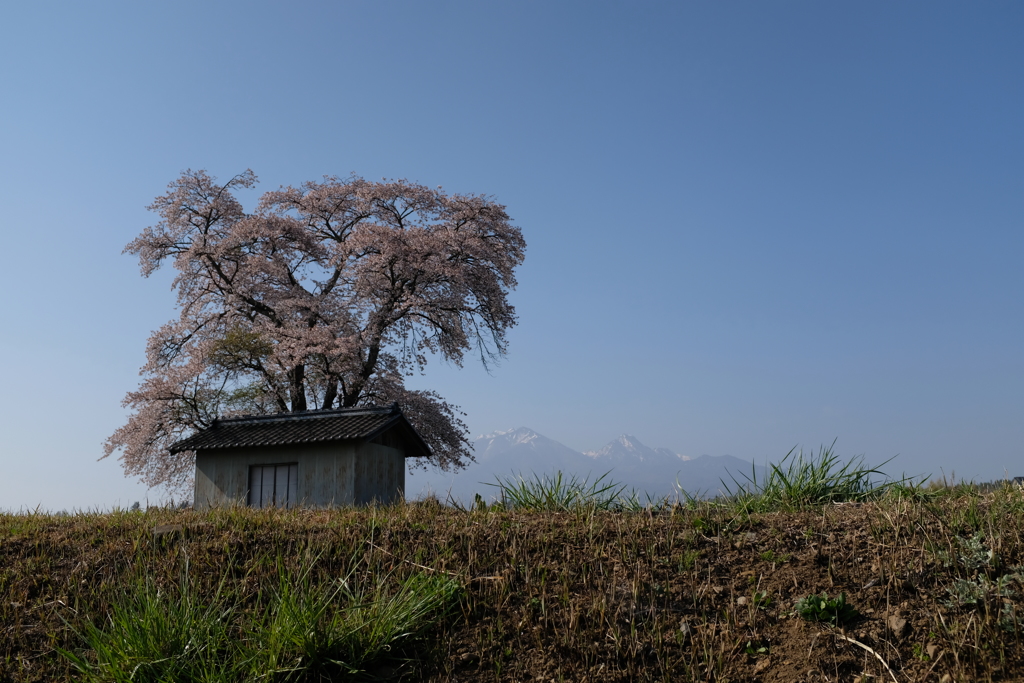 八ヶ岳と桜小屋