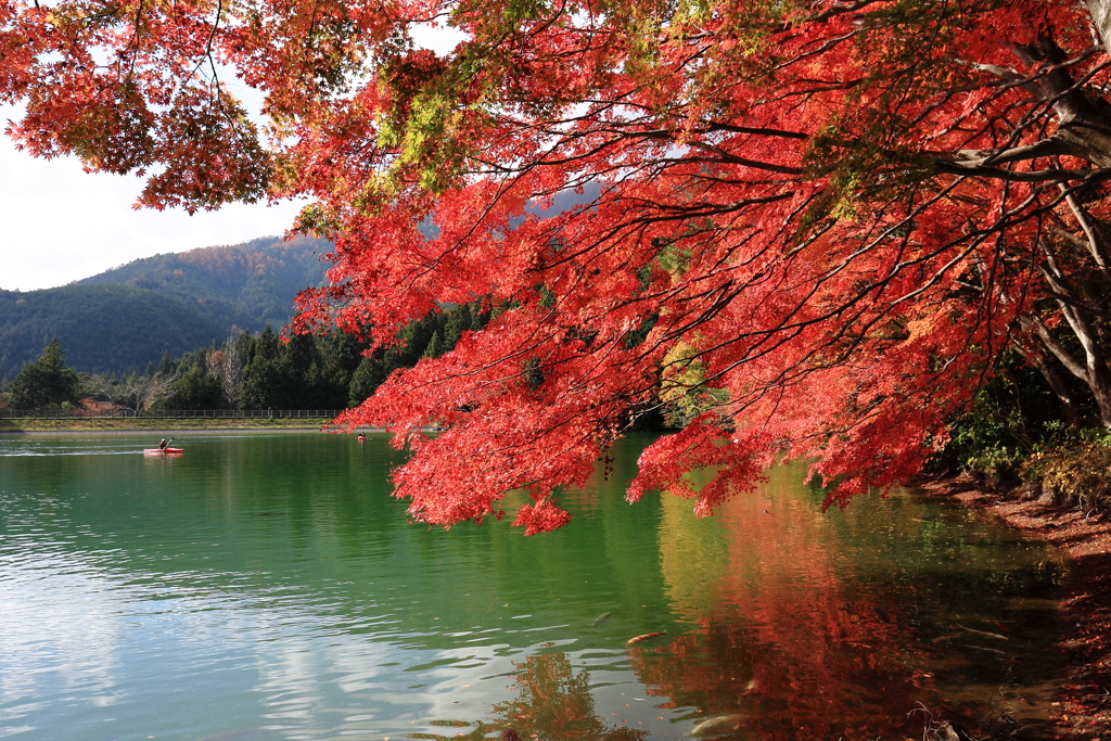 紅葉・鯉・boat・・・