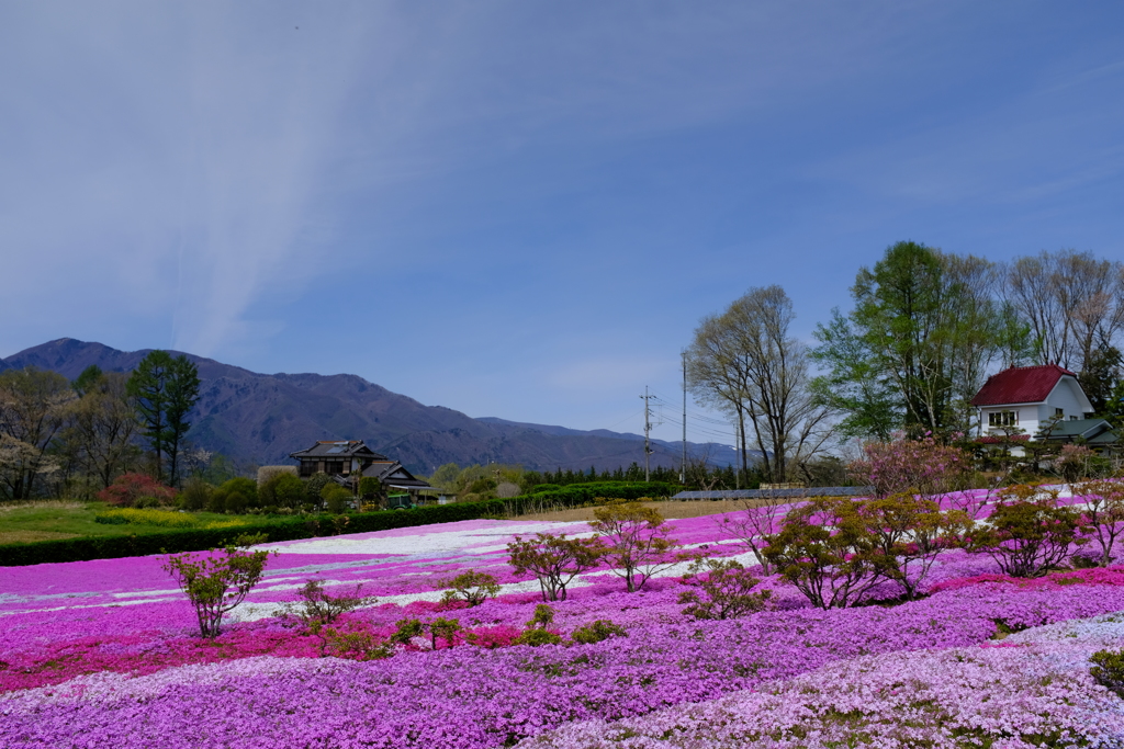 花の絨毯