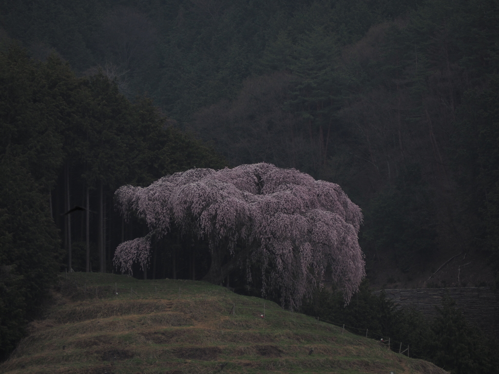 山間に咲く