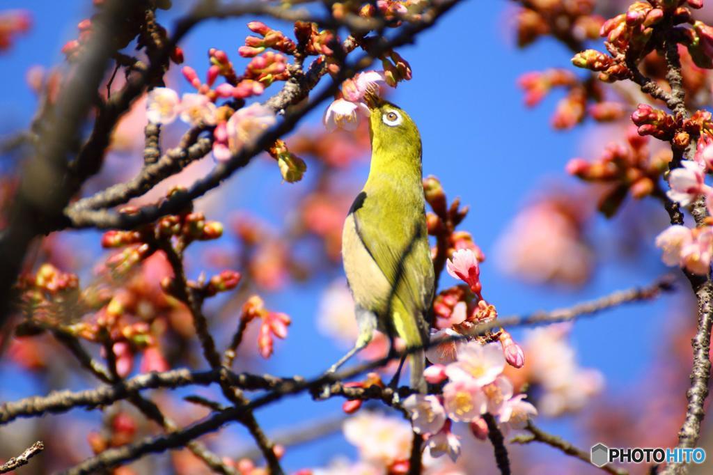 びよぉん