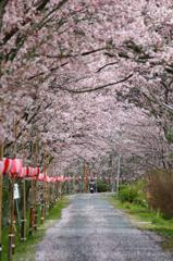 桜並木を行く