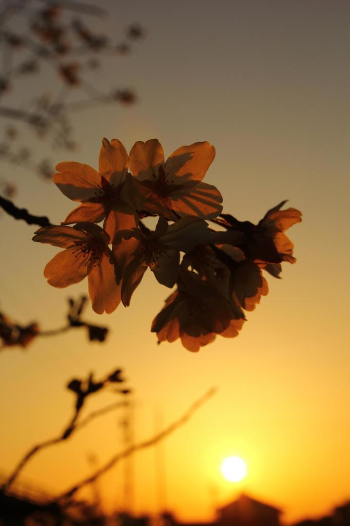 夕景桜