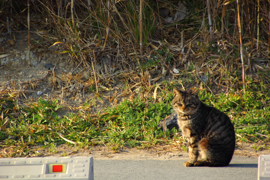 キジトラさん(=^. .^=)ﾐｬｰ