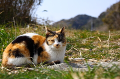 三毛さん(=^. .^=)ﾐｬｰ