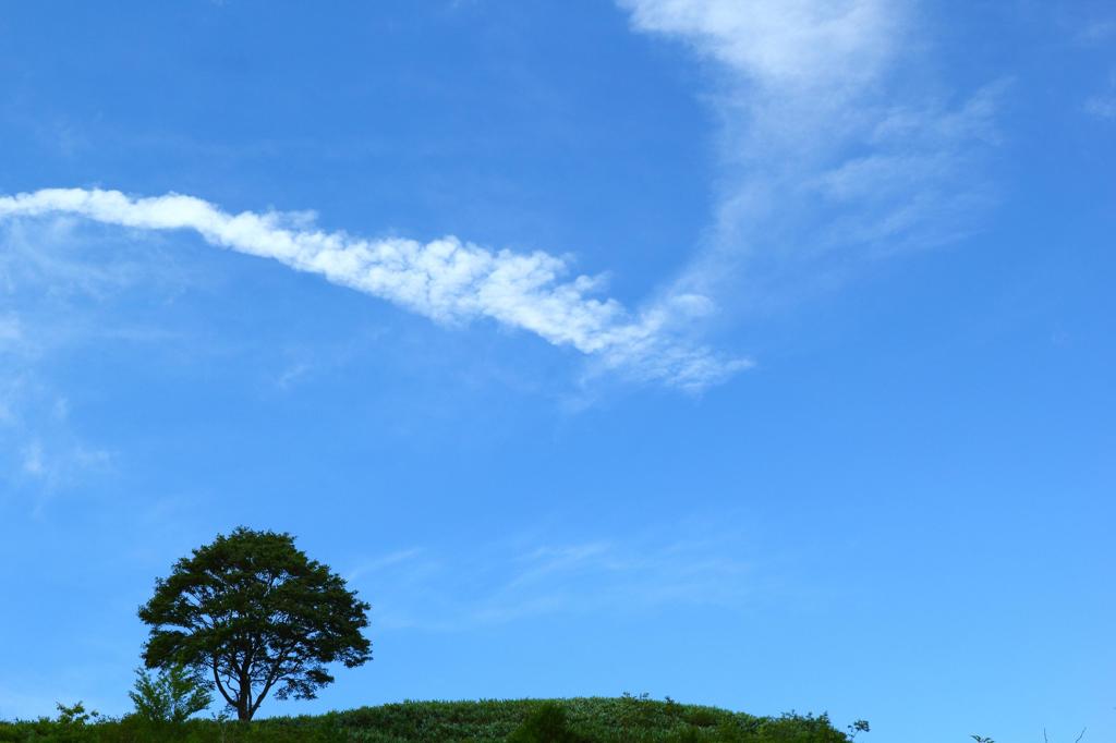 高原の木