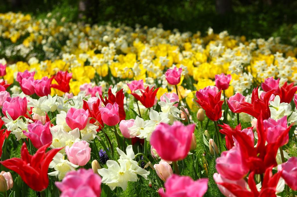 チューリップ畑