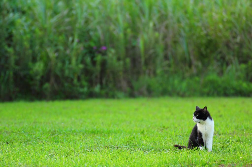 今日の猫さん