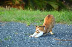 今日の猫さん