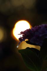 紫陽花×水滴×夕陽